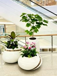 奉化员工福利花卉租赁价格-江北绿化养护施工工具-奉化绿色植物租赁-海曙绿植租摆